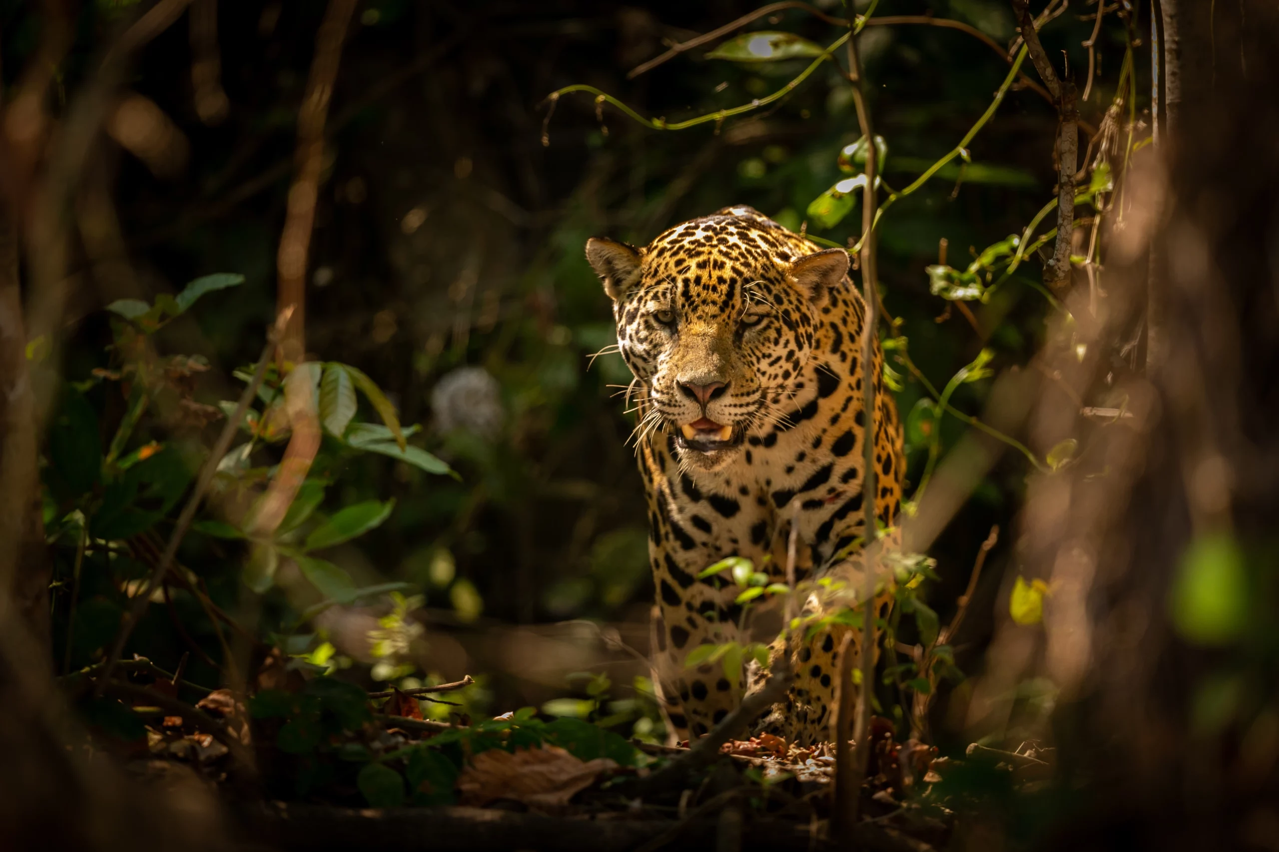 Pantanal Jaguar Safaris — Expedición y Safari Fotográfico de Jaguares