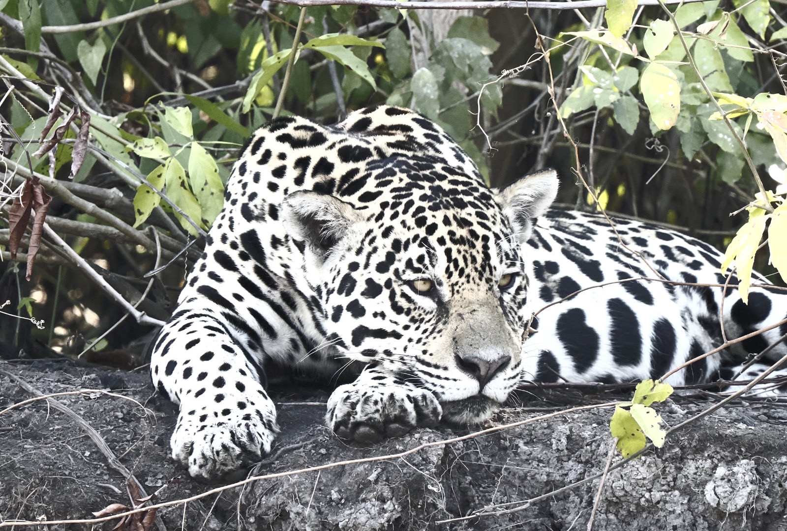 Pantanal